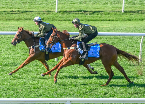 Lot 102: Time to Reign / Pricing Power